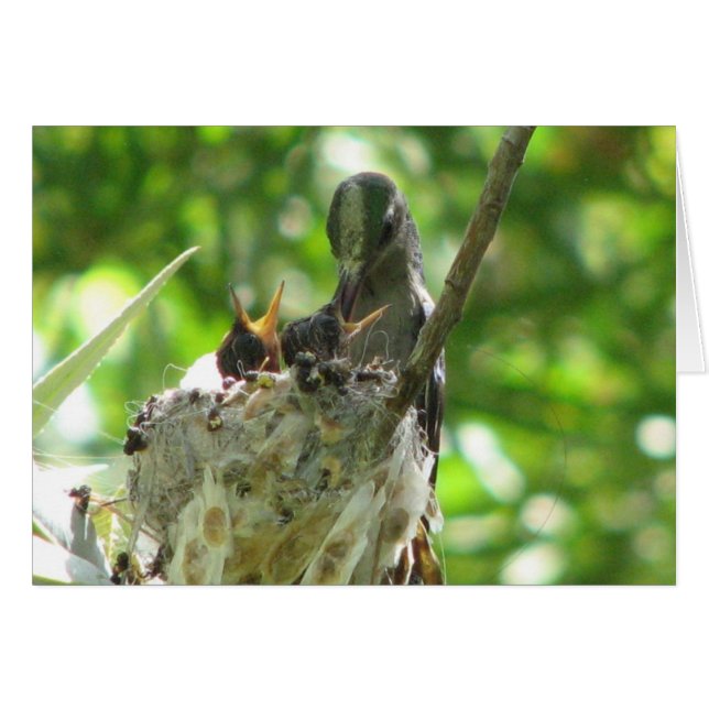 Hummingfåglar Hälsningskort (Framsidan Horizontal)