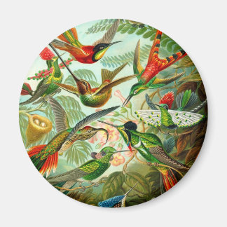 Hummingfåglar Magnet