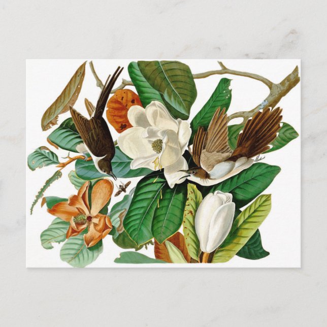 Hummingfåglar Vykort (Framsida)