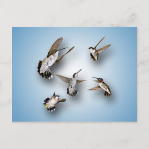 Hummingfåglar Vykort