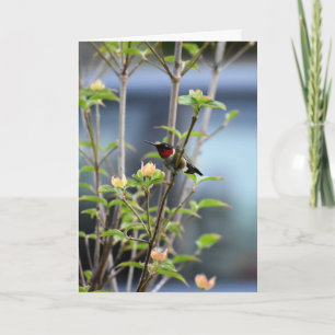 HUMMMING BIRD PÅ DOGWOOD TRÄD KORT
