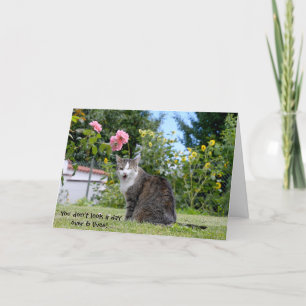 humoristisk födelsedagtabby katt kort