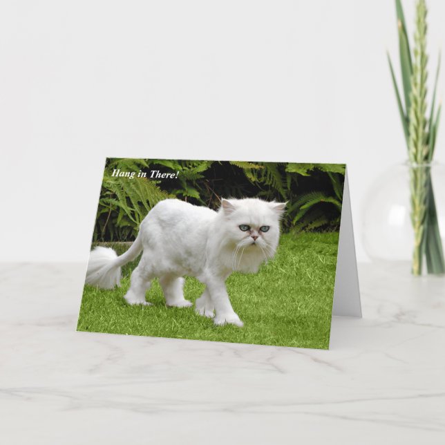 Humoristisk för kattfödelsedag för vit perser kort (Framsida)