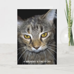 humoristisk kattfödelsedag kort