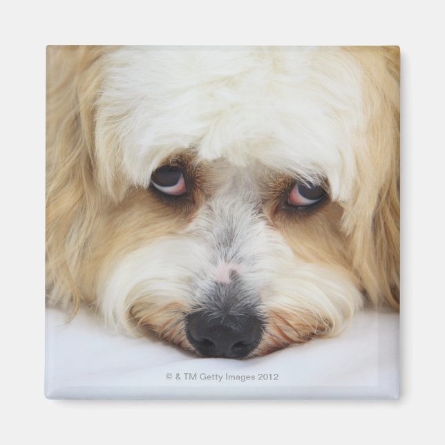 Humoristisk närhet till bichon frise hund magnet (Framsidan)