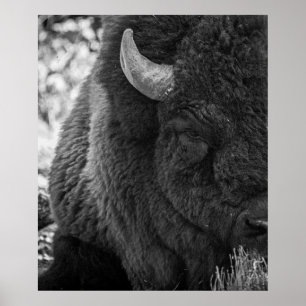 Humörsvängande Bison Buffalo Svart Vit Poster