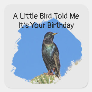 Humous Birthday Önskemål Starling Kuvert Seal Fyrkantigt Klistermärke