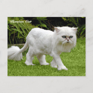 Humous White Persian Cat Vykort