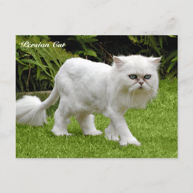 Humous White Persian Cat Vykort (Framsida)