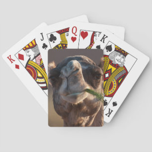 Hump Day Camel Feasting på Grönt Grass Spel Kort