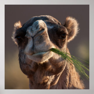 Hump Day Camel Feshing on Grönt Grass Poster