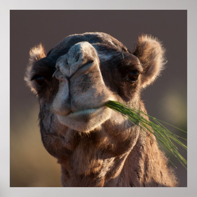 Hump Day Camel Feshing on Grönt Grass Poster (Framsidan)
