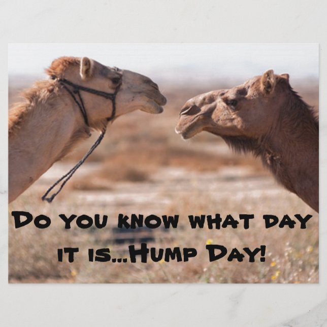 Hump Day Camels (Framsida)