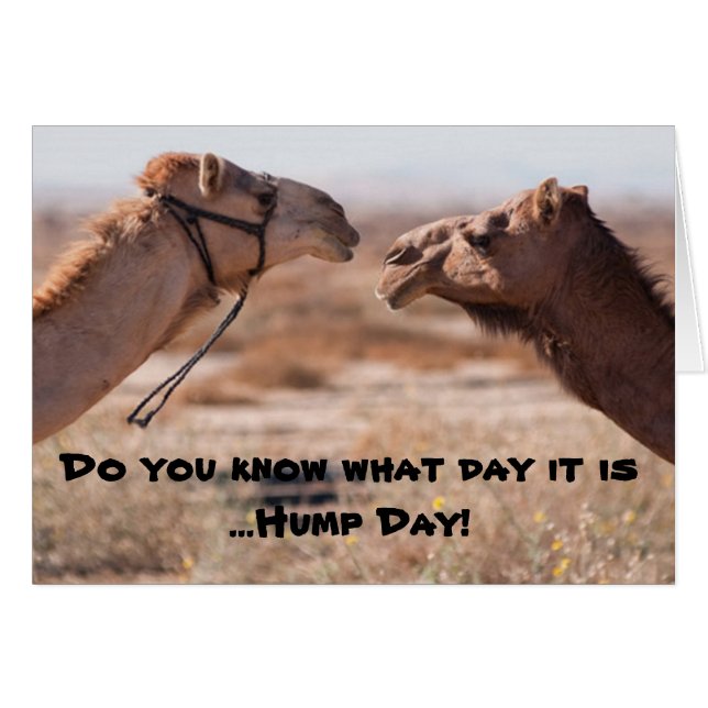 Hump Day Camels Hälsningskort (Framsidan Horizontal)