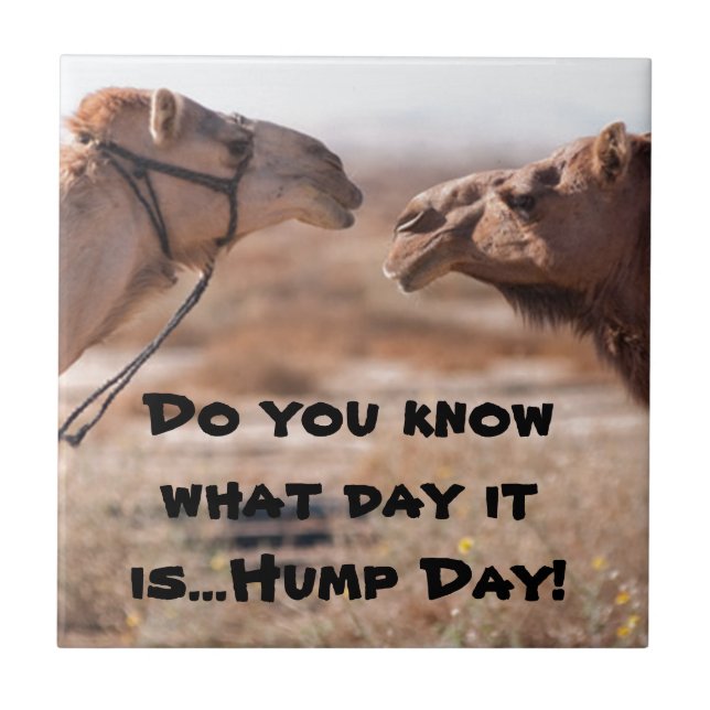 Hump Day Camels Kakelplatta (Framsidan)