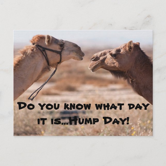 Hump Day Camels Vykort (Framsida)