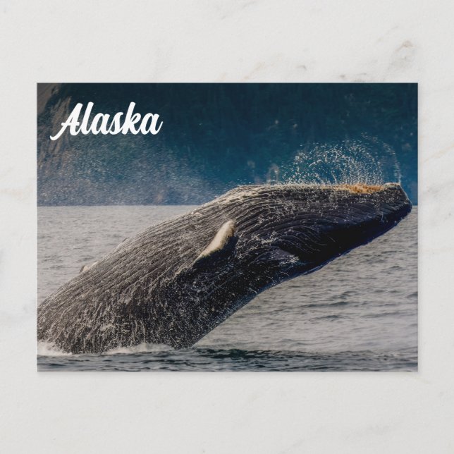 Humpback Bcome Alaska Postcard Vykort (Framsida)