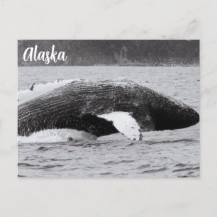 Humpback Knölval Utanför Vattenytan Svart Och Vitt Vykort