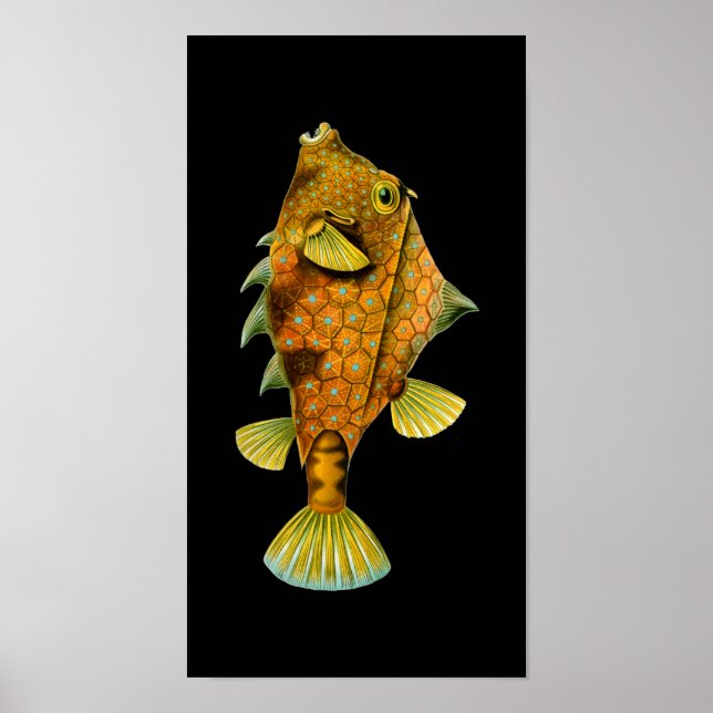 Humpback Turretfish, Ernst Haeckel Fine Art Poster (Framsidan)