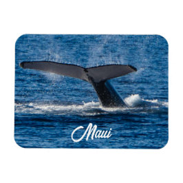 Humpback valale bild på Maui Magnet