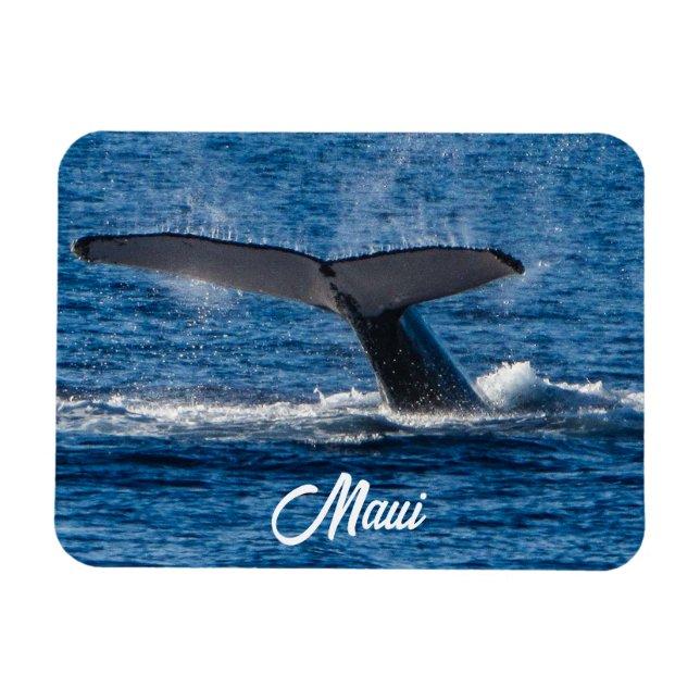 Humpback valale bild på Maui Magnet (Horisontell)