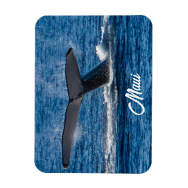 Humpback valale bild på Maui Magnet