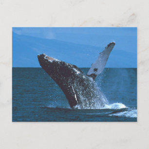 Humpback Valale Jumping Vykort