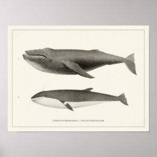Humpback Valale och Minke Whale Poster