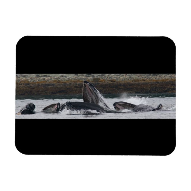Humpback-valar matande magnet (Horisontell)