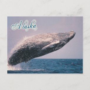 Humpback-valsverksamhet, Alaska Vykort