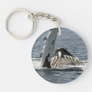 Humpback Whale