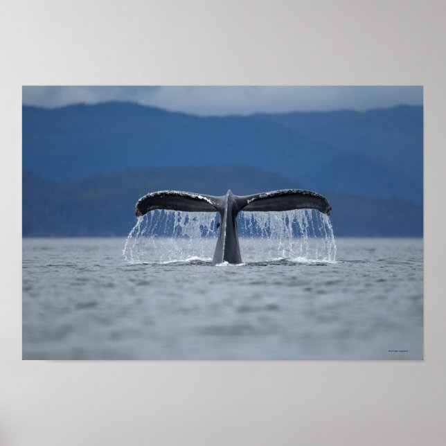 Humpback Whale 2 Poster (Framsidan)