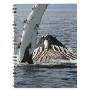 Humpback Whale Anteckningsbok Med Spiral