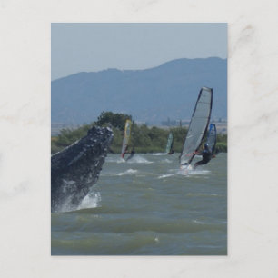Humpback Whale Breaching by Windsurfers Vykort