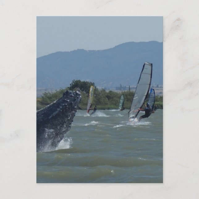 Humpback Whale Breaching by Windsurfers Vykort (Framsida)