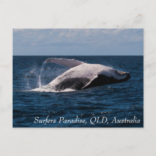 Humpback Whale Breaching Surfers Paradise Vykort