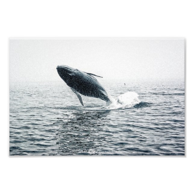 Humpback Whale Calf Fototryck (Framsidan)