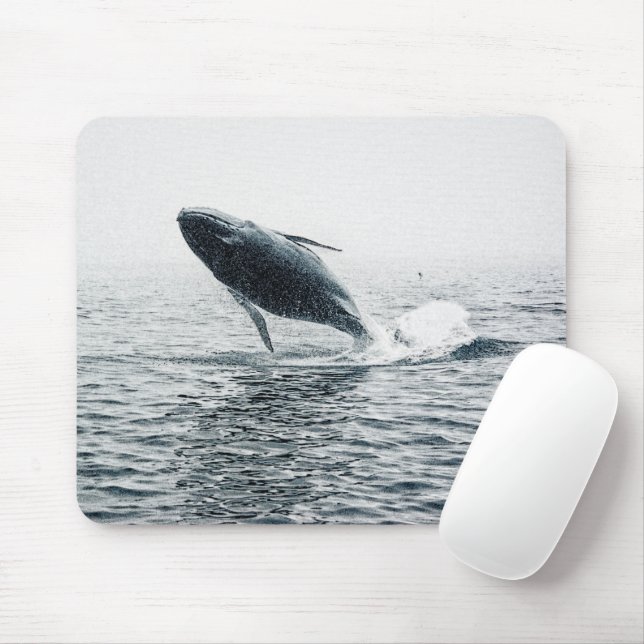 Humpback Whale Calf Musmatta (Med mus)