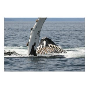 Humpback Whale Fototryck