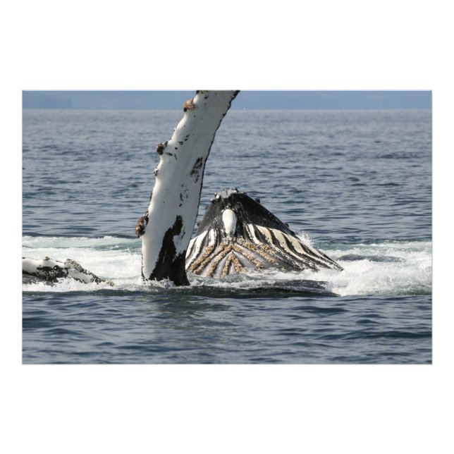 Humpback Whale Fototryck (Framsidan)