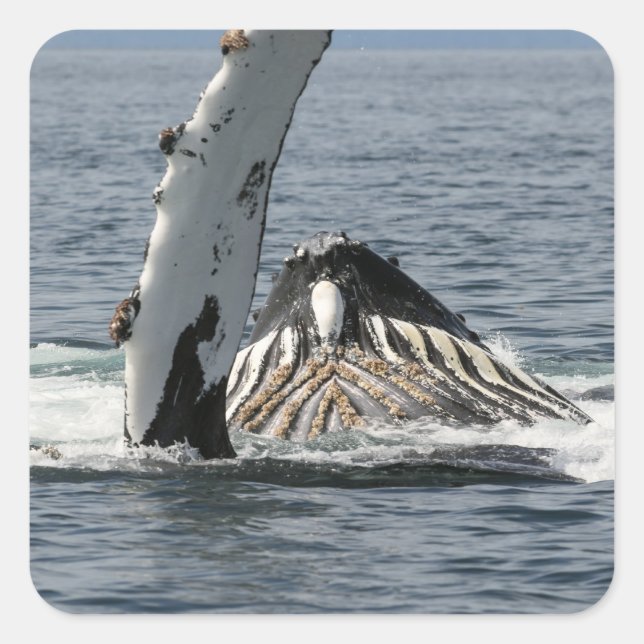 Humpback Whale Fyrkantigt Klistermärke (Framsida)