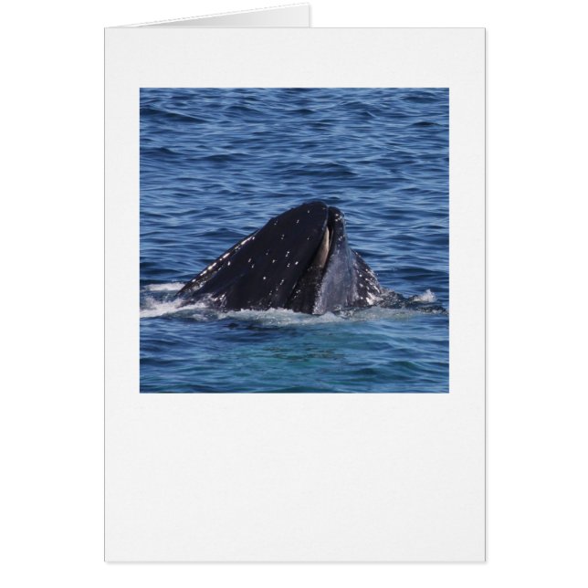 Humpback Whale Hälsningskort (Framsidan)