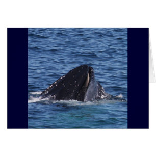 Humpback Whale Hälsningskort