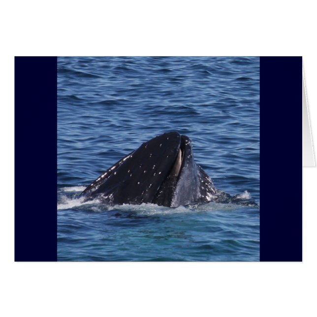 Humpback Whale Hälsningskort (Framsidan Horizontal)