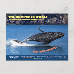 Humpback Whale hotade vykort. Helg Vykort