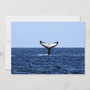Humpback Whale i Ocean