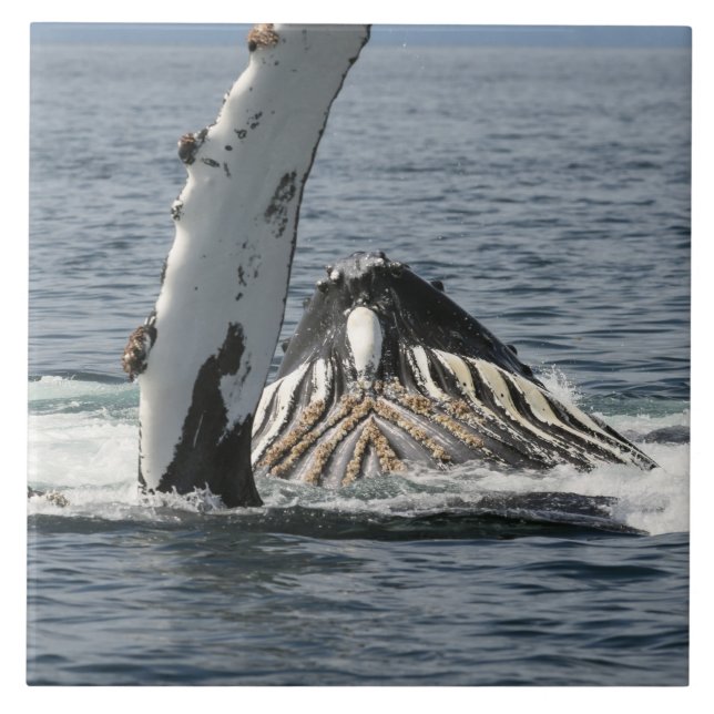 Humpback Whale Kakelplatta (Framsidan)