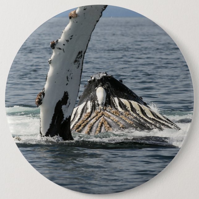 Humpback Whale Knapp (Framsida)