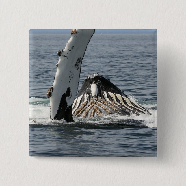 Humpback Whale Knapp (Framsida)