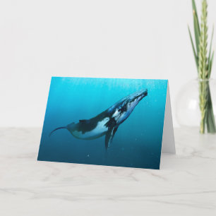 Humpback Whale Kort